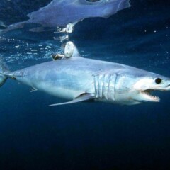Акулы в Средиземном море - реальность и мифы... - 2025